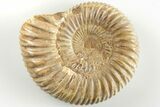 Polished Jurassic Ammonite (Perisphinctes) - Madagascar #203851-1